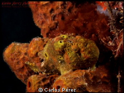 Juvenile frog manuflage.. by Carlos Pérez 